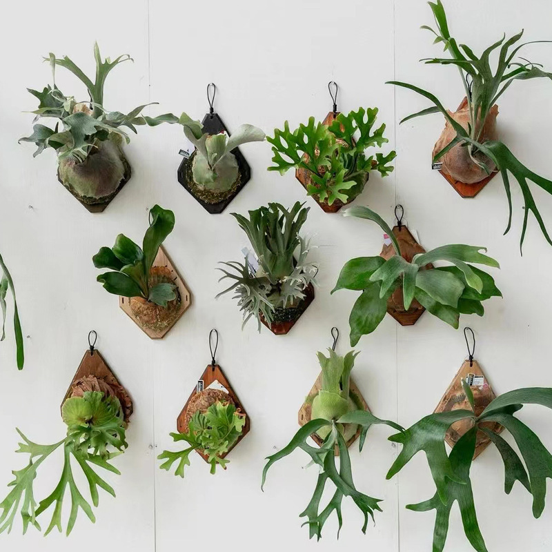 Plant Parent - Yeni Ahşap Geyik Boynuzu Eğreltiotu Duvar