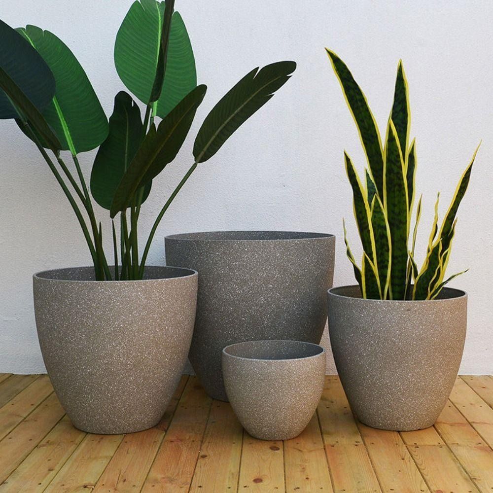 Buzlu İmitasyon Taş Bonsai Sak - Snake Plant Ceramic incelemesi ve fiyatı
