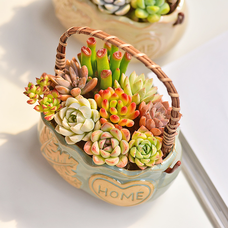 İskandinav Tarzı Seramik Sepet - Snake Plant Ceramic incelemesi ve fiyatı