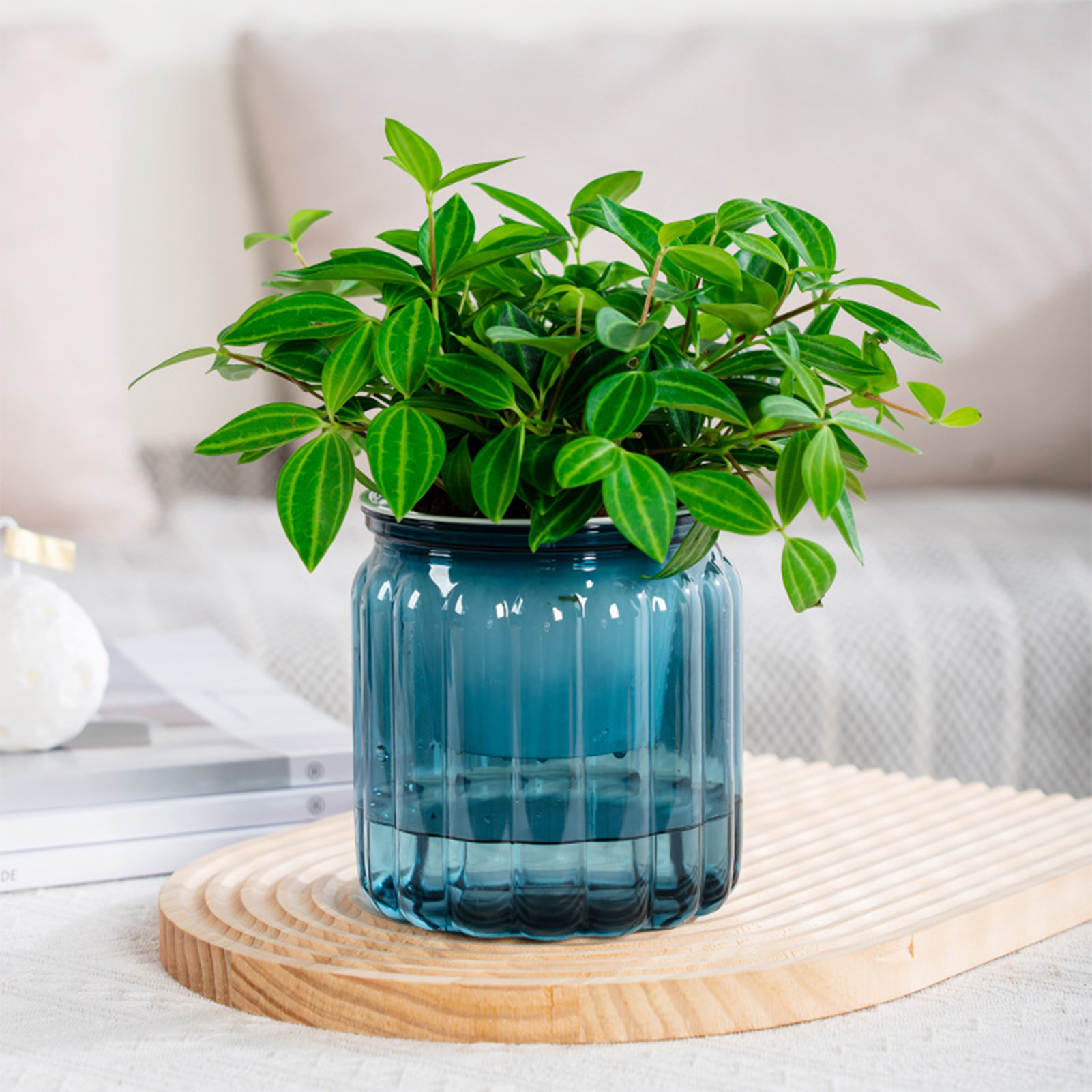 Zarif kendini sulama ekici nar - Snake Plant Ceramic incelemesi ve fiyatı